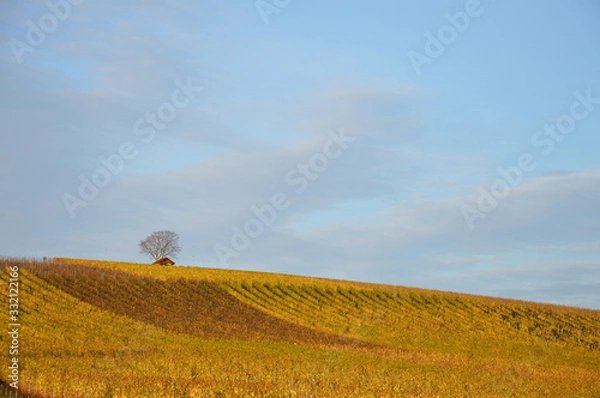 Obraz Weininsel in Franken