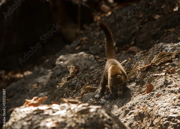 Fototapeta Coati