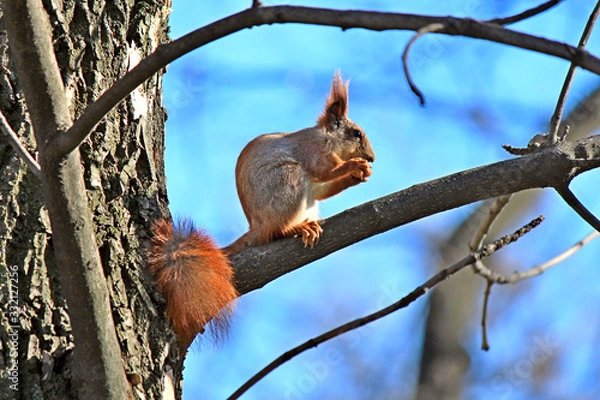 Fototapeta funny squirrel eats a delicious nut on a tree branch
