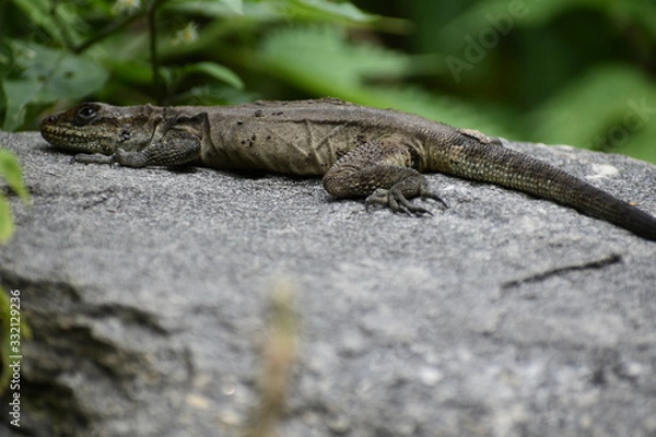 Obraz Manali Nature Photography 