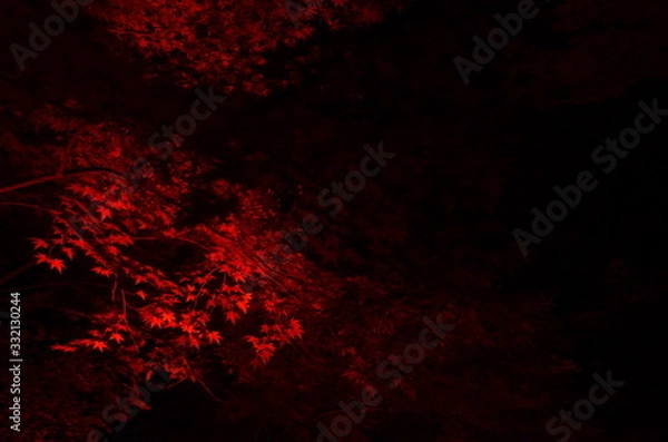 Fototapeta 紅葉　ライトアップ