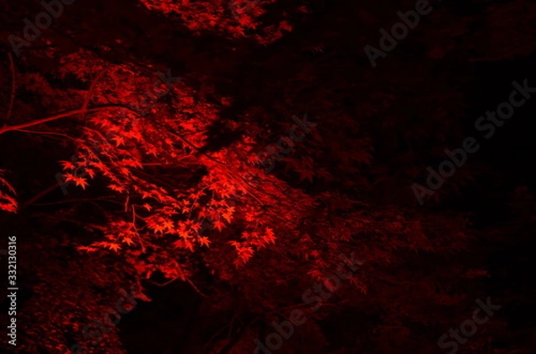 Fototapeta 紅葉　ライトアップ