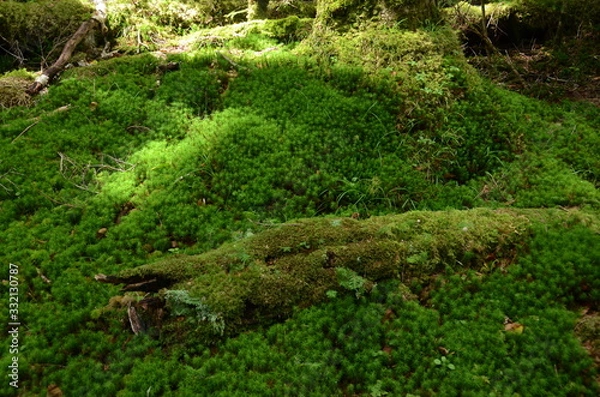 Fototapeta もののけの森