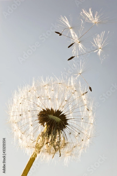 Obraz Dandelion
