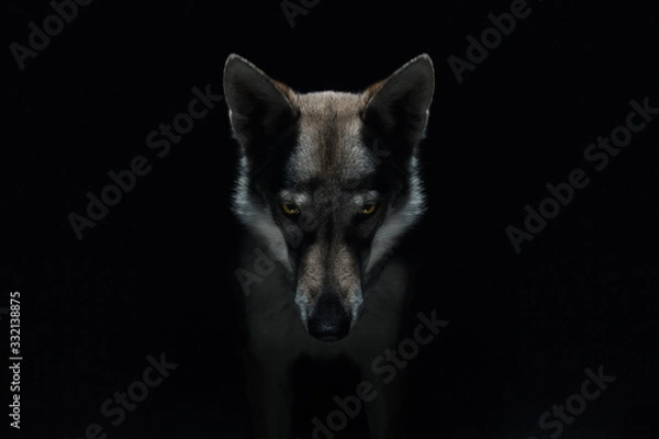 Fototapeta Wolf in different perspectives on dark blue background