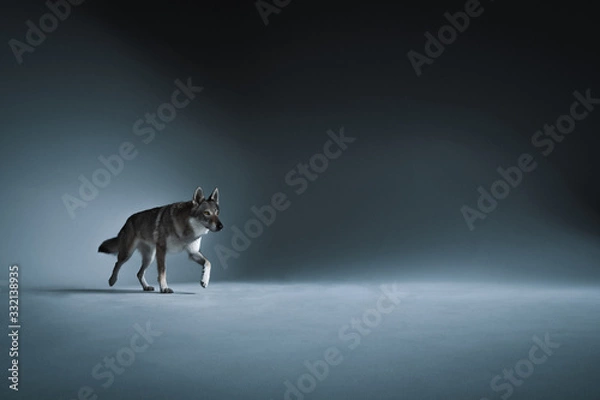 Fototapeta Wolf in different perspectives on dark blue background
