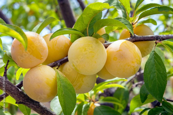 Fototapeta Maturing plum, a fruit from the Prunus domestica deciduous tree species, it may have been one of the first fruits cultivated in ancient times throughout East Europe and Caucasus mountains.