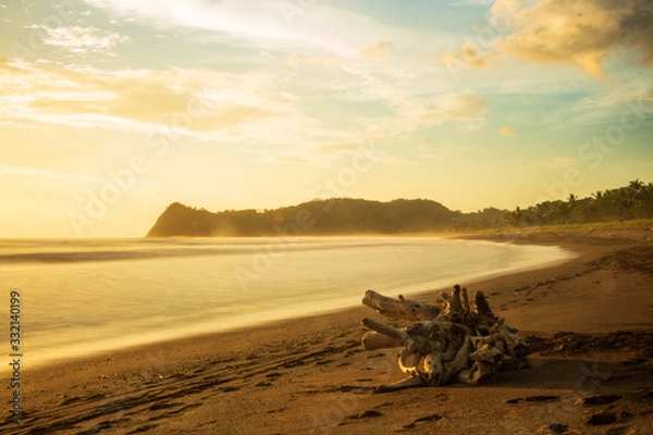 Obraz Dead tree on Buenavista Beach
