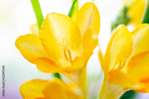 Obraz 白背景のフリージアのアップ