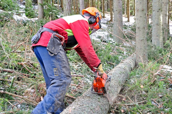 Fototapeta Forstarbeit