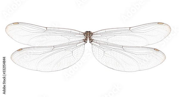 Fototapeta Dragonfly wings isolated on white background.