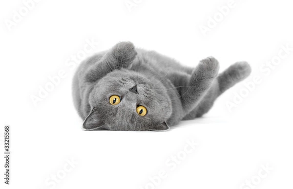 Obraz British shorthair lying