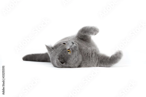 Obraz British shorthair