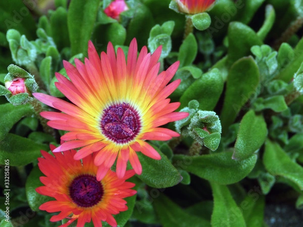 Fototapeta お花　Flower