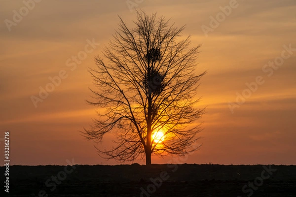 Obraz Magical sunset sun behind the tree. There is a golden sky in the background