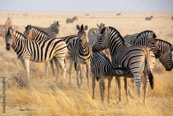 Obraz Zebras