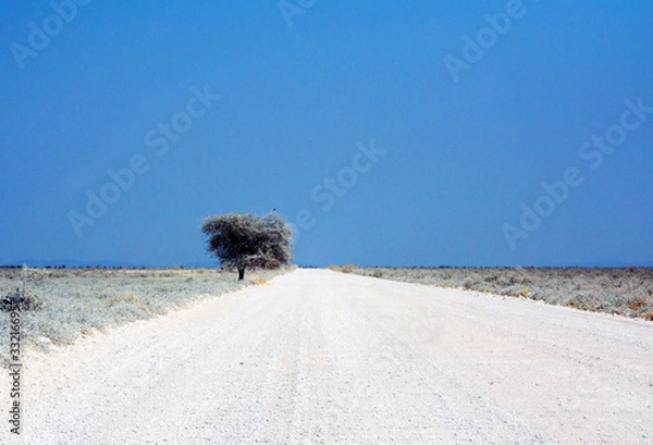 Obraz lonely tree