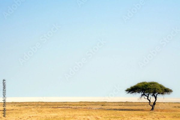 Obraz tree in the desert