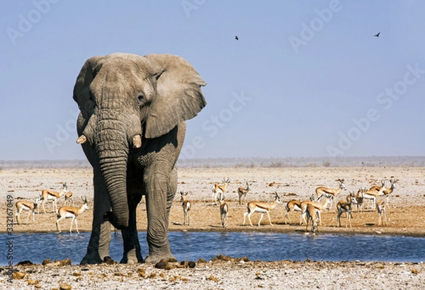 Obraz elephant in the wild