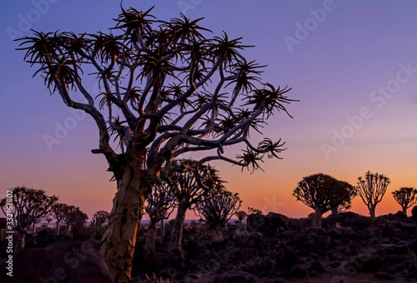 Obraz tree at sunset