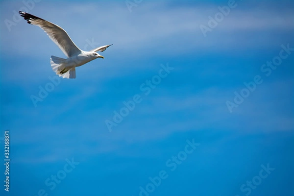 Obraz seagull in flight