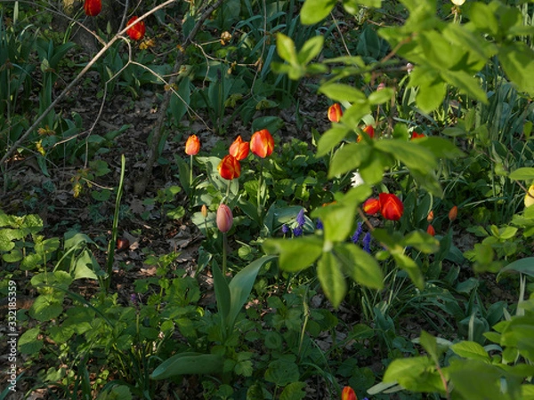Obraz red tulip flowers