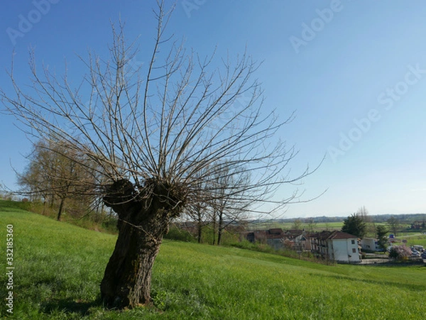 Obraz Basket willow tree
