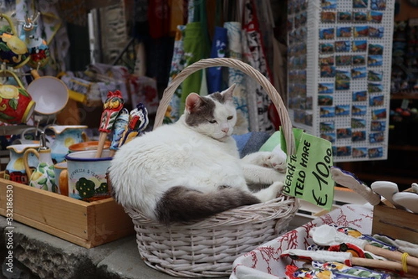 Fototapeta Katze im Korb