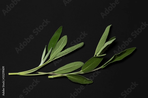 Fototapeta Sage on a black background. minimalistic, modern, with copy space