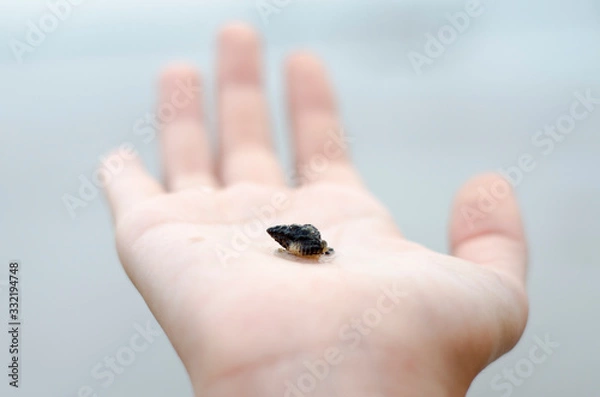 Obraz caracol caramujo