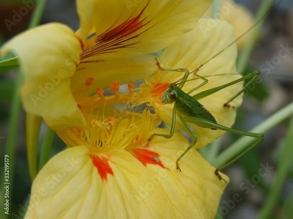 Fototapeta Tiny grasshopper looking for a meal