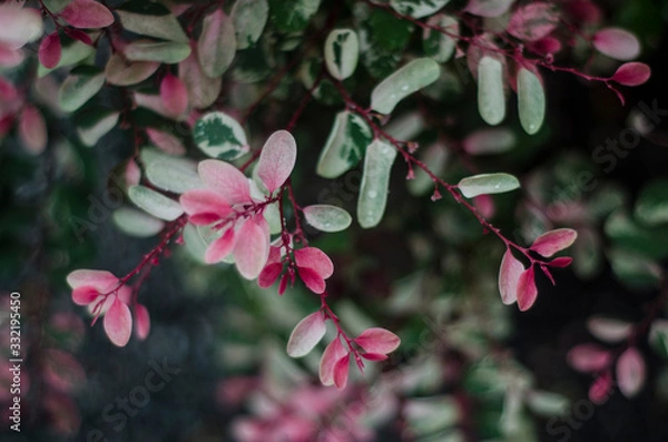 Obraz natureza rosa e verde