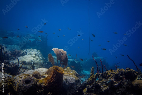 Obraz Plongée sous-marine