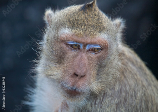 Obraz thoughtfull monkey