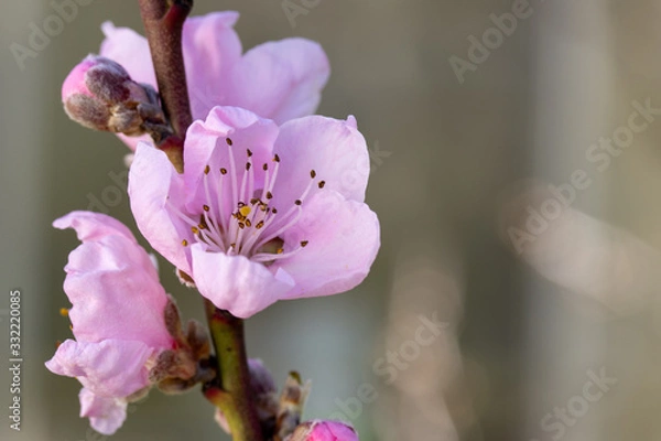 Obraz Pfirsichblüte