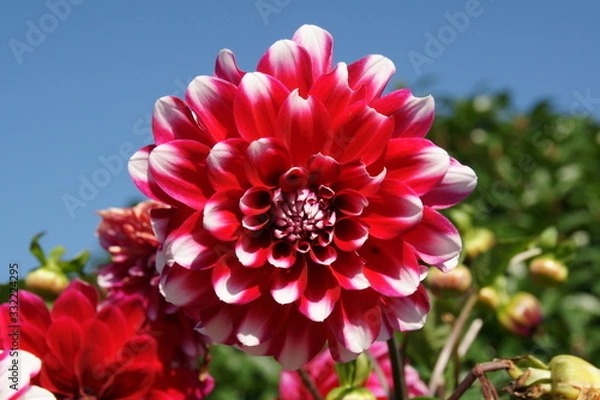 Obraz FLEURS ET PLANTES