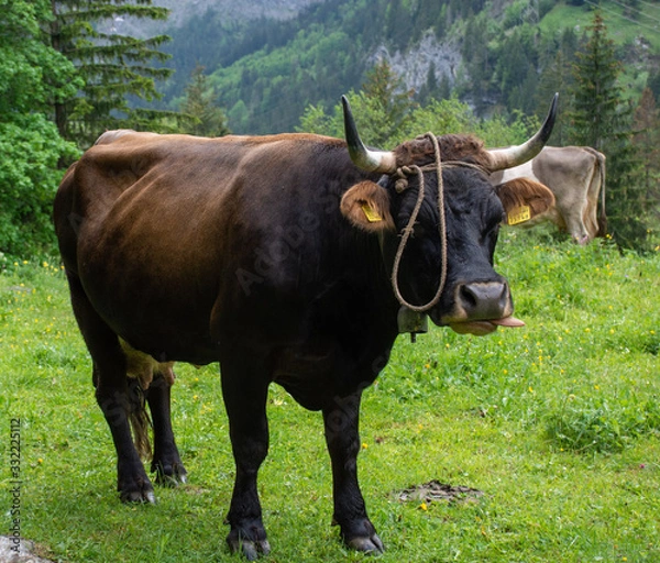 Obraz Swiss Cow