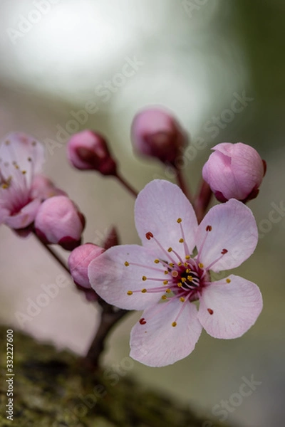 Obraz Blutpflaumenbaum