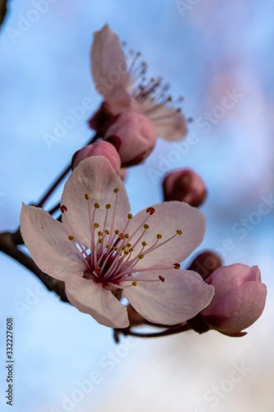 Obraz Blutpflaumenblüte