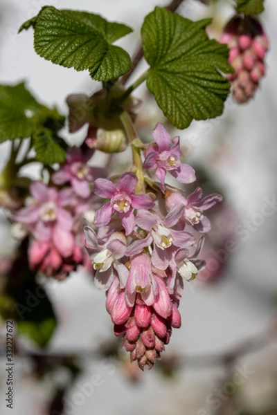 Obraz Johannesbeerenstrauch