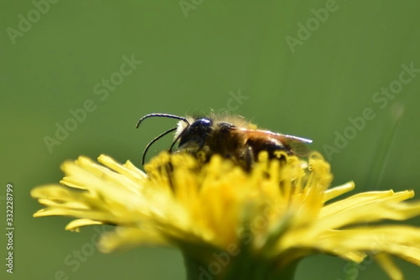 Obraz Biene auf Löwenzahnblüte 