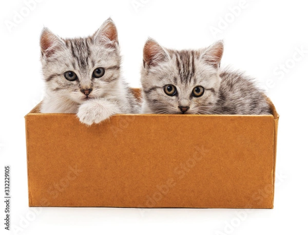 Fototapeta Kittens in the box.