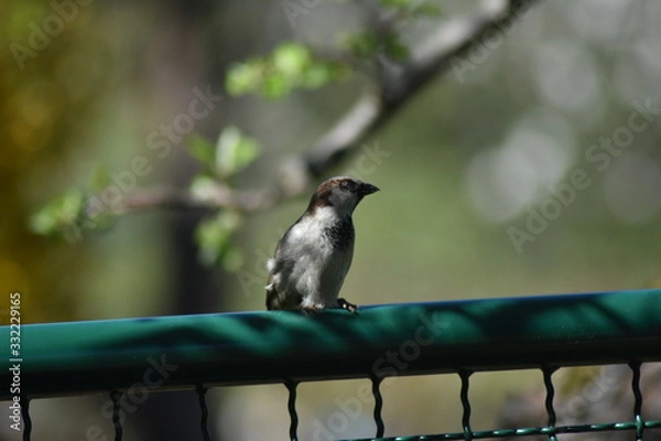 Obraz Wer beobachtet hier eigentlich wen?