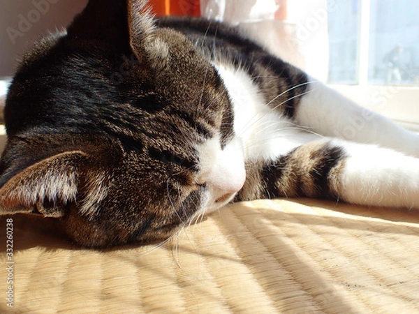 Fototapeta 室内の猫