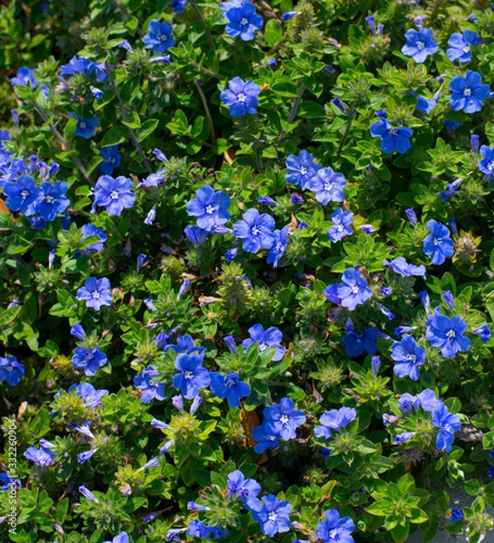 Fototapeta Closeup Blue Flowers Forget-me-not