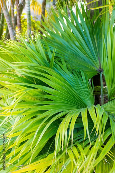 Obraz Green Palm Tree Leaves 