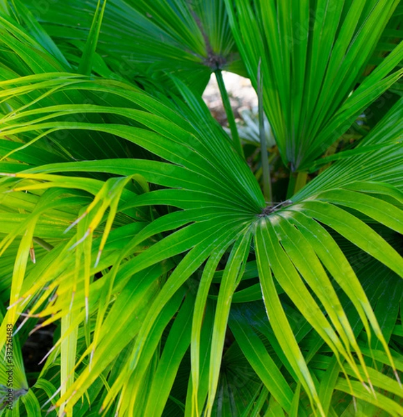 Obraz Green Palm Tree Leaves 