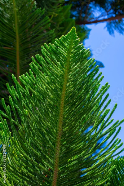 Fototapeta Evergreen Tree Cedar Cypress Pine Closeup
