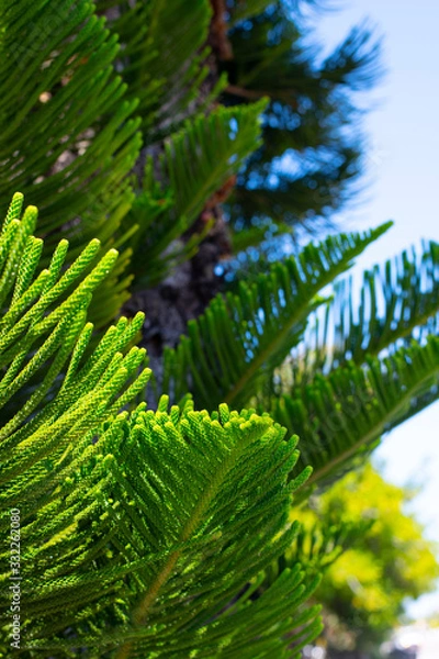 Obraz Evergreen Tree Cedar Cypress Pine Closeup