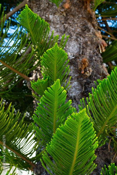 Fototapeta Evergreen Tree Cedar Cypress Pine Closeup